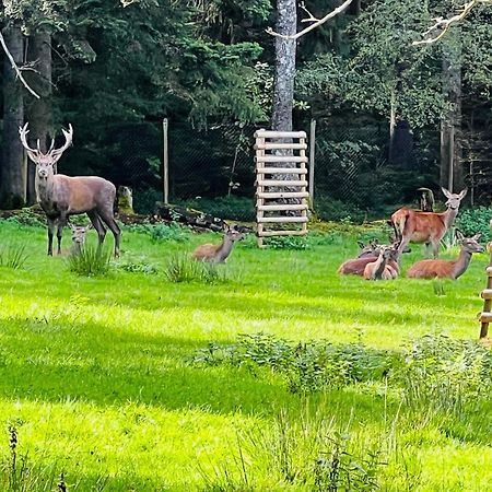 Ferienwohnung Schwarzwald Lodge Schömberg Zewnętrze zdjęcie